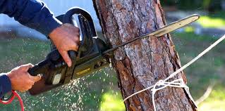 How Our Tree Care Process Works  in  Hillsboro Beach, FL