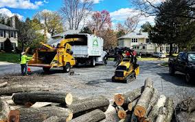 Reliable Hillsboro Beach, FL  Tree Services Solutions